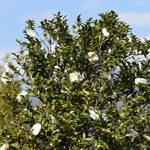 Camellia Mino No Yuki